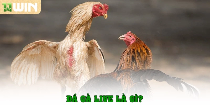 Đá gà live là gì?