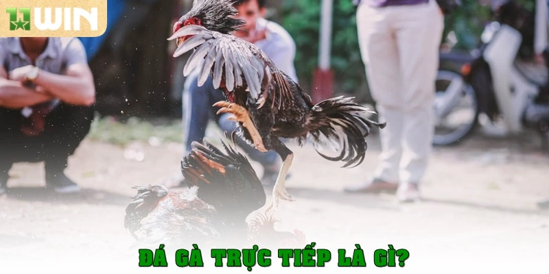 Đá gà trực tiếp là gì? 