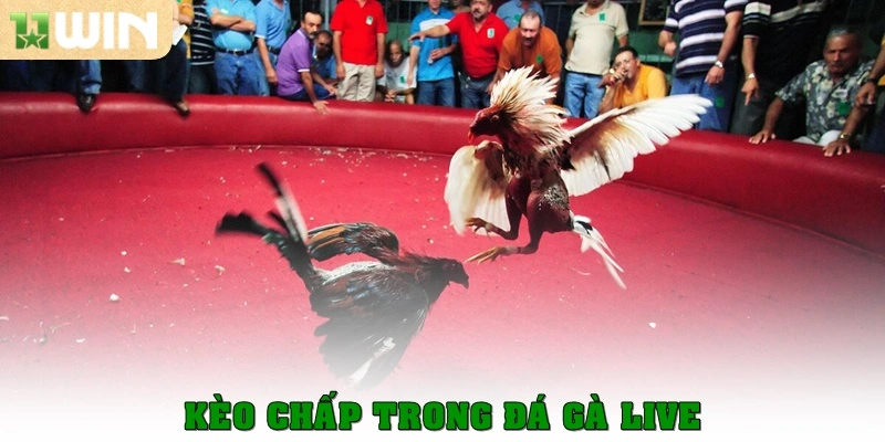 Kèo chấp trong đá gà live